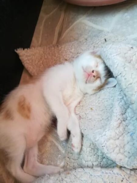 Joey und Chandler aus dem Tierschutz