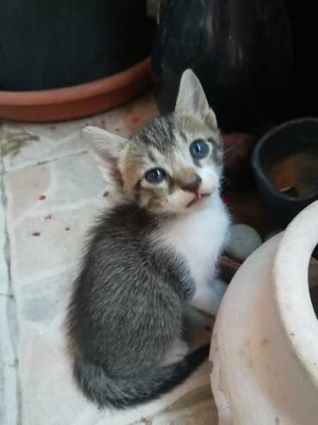 Joey und Chandler aus dem Tierschutz