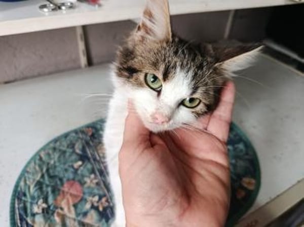 Langhaarmix Poof aus dem Tierschutz