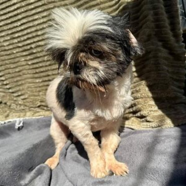 Bofur💕 lieber und unkomplizierter kleiner Rüde