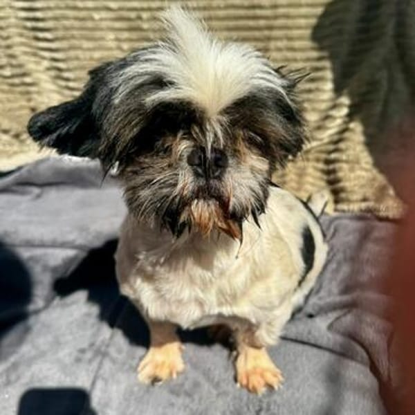 Bofur💕 lieber und unkomplizierter kleiner Rüde