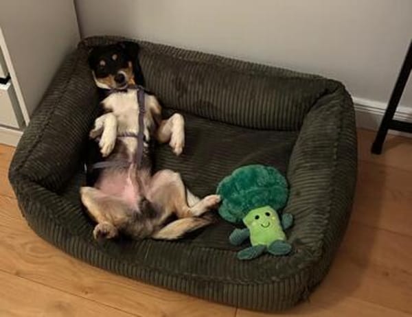 Traumhund DALE SUCHT SEINE Herzensmenschen
