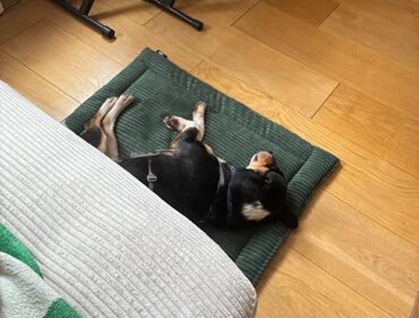 Traumhund DALE SUCHT SEINE Herzensmenschen