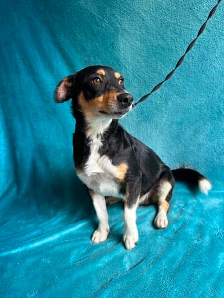 Traumhund DALE SUCHT SEINE Herzensmenschen