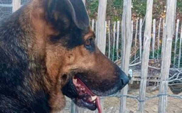 Traumhund Pluto sucht seine Familie
