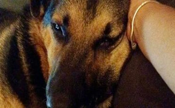 Traumhund Pluto sucht seine Familie