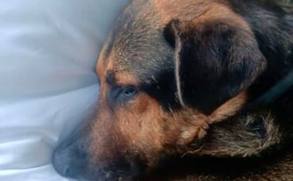 Traumhund Pluto sucht seine Familie