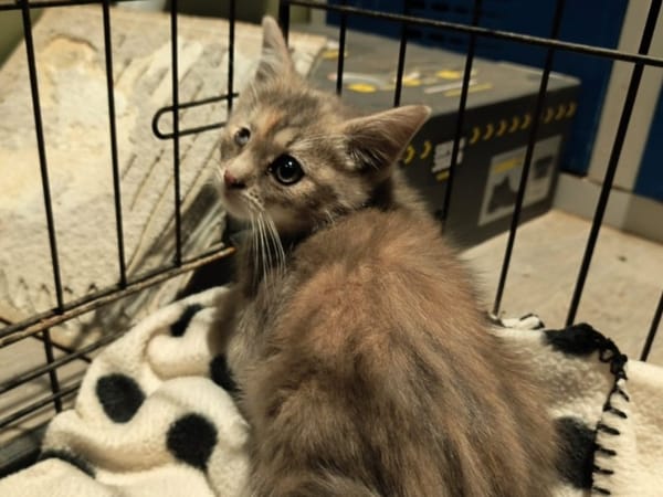 KITTY