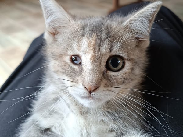 KITTY