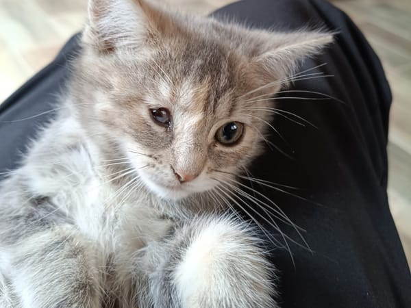 KITTY