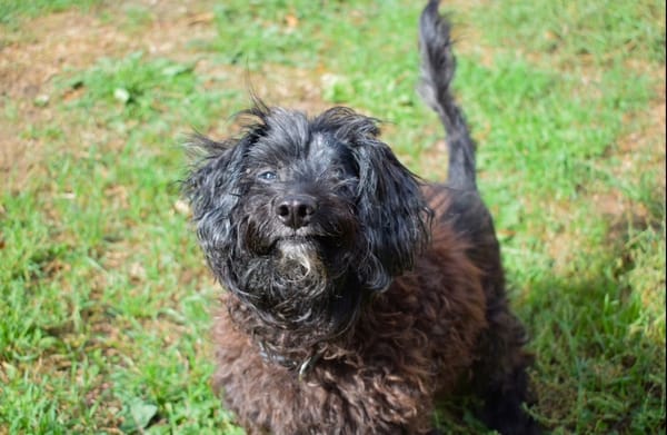 thoby