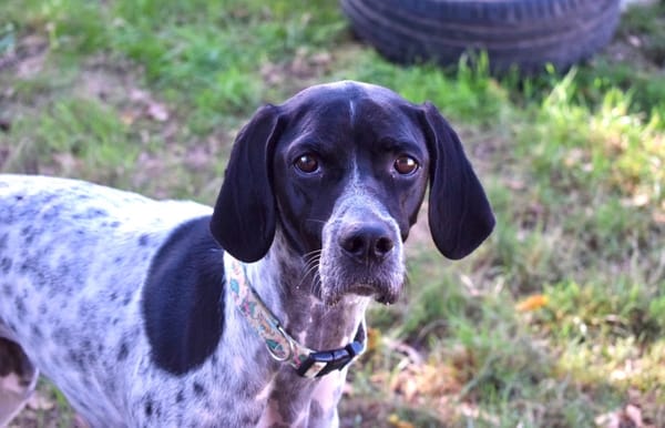 PEPITA