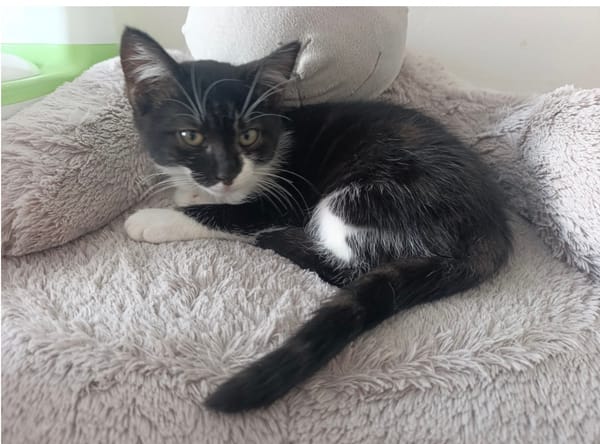 Biquette