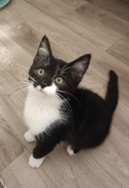 Biquette