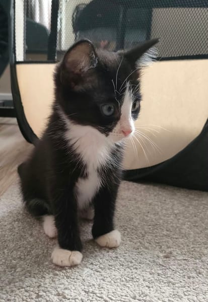 Benito