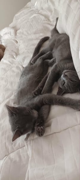 Stitch & Lilo