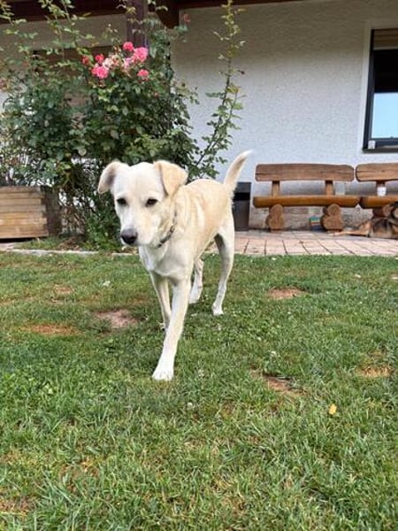 RICCI * Herzenshund für Herzensmensch