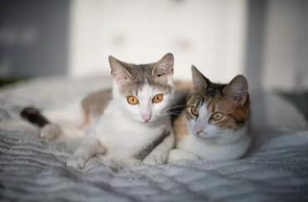 Wendy & Jenny Traumpärchen sucht Traumzuhause
