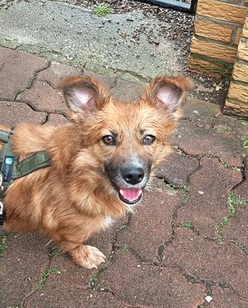 Jerome - freundlich und verträglich