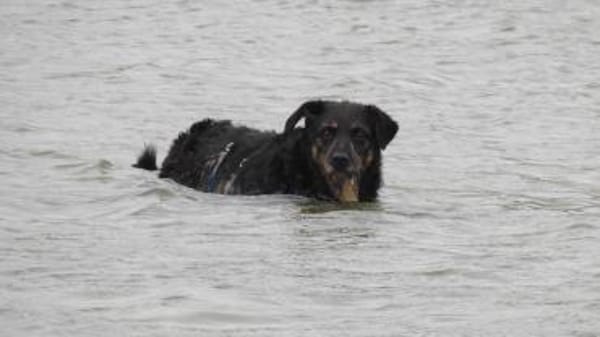 Delta - Frauenhund sucht Plätzchen