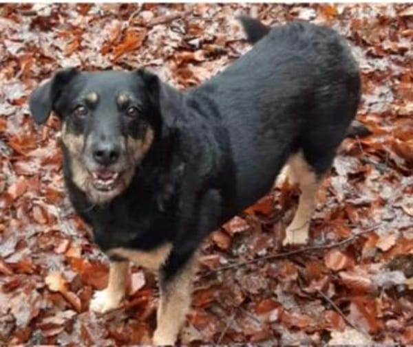 Delta - Frauenhund sucht Plätzchen