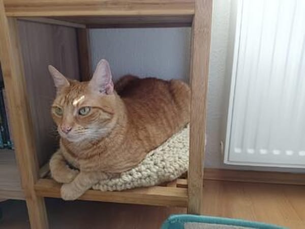 verschmuster Senior NEUS