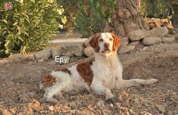 EPY