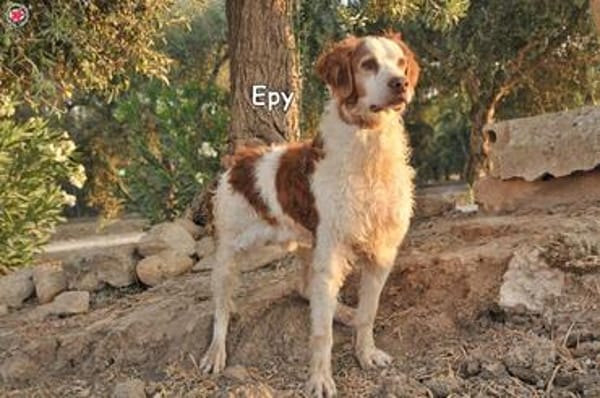 EPY