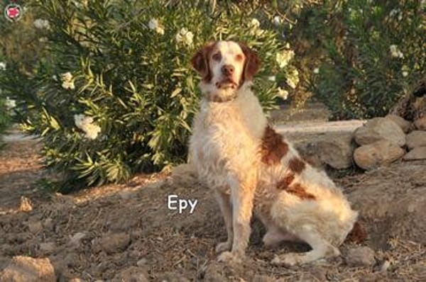 EPY