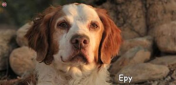 EPY