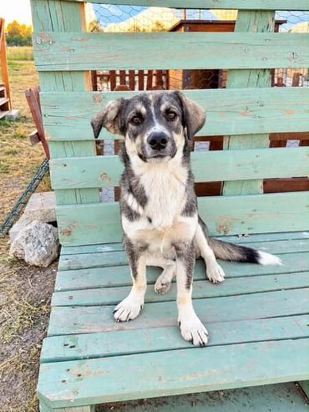 Mavi - fröhliches Hundemädchen sucht ihr Zuhause