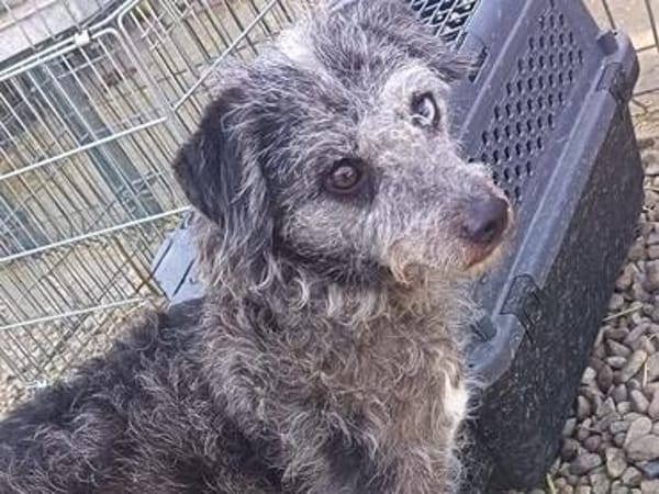 ❤ Suba sucht sein Zuhause fürs Leben ❤