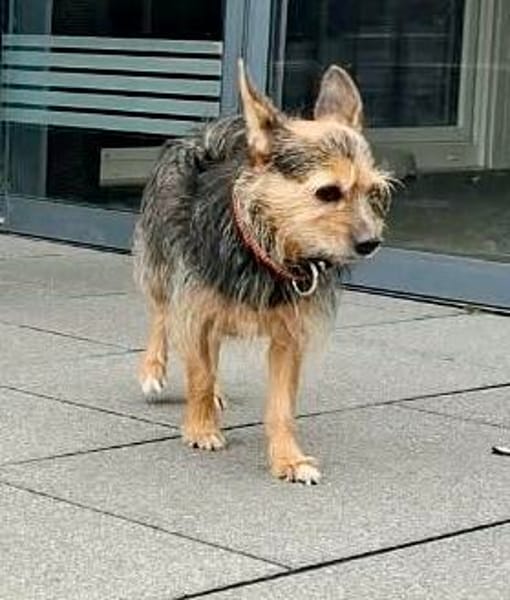 Mia, stubenrein, leinenführig, freundlich