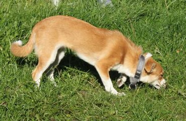 Tini - Herzensfamilie gesucht