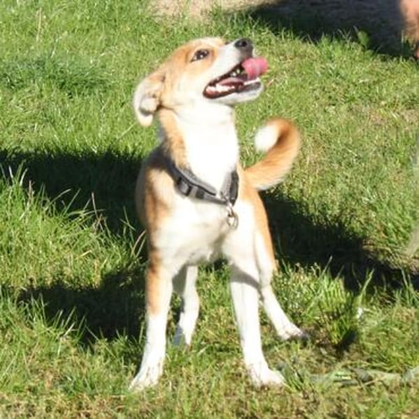 Tini - Herzensfamilie gesucht