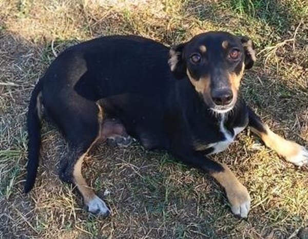 Ivy sucht ihre Zuhause, ihre Familie❤
