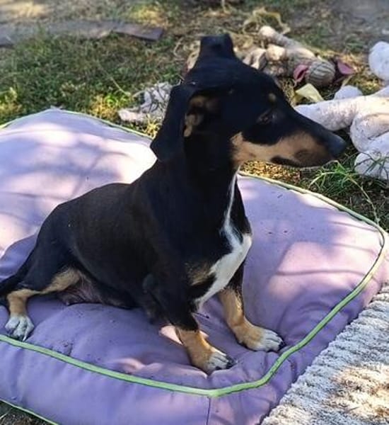 Ivy sucht ihre Zuhause, ihre Familie❤