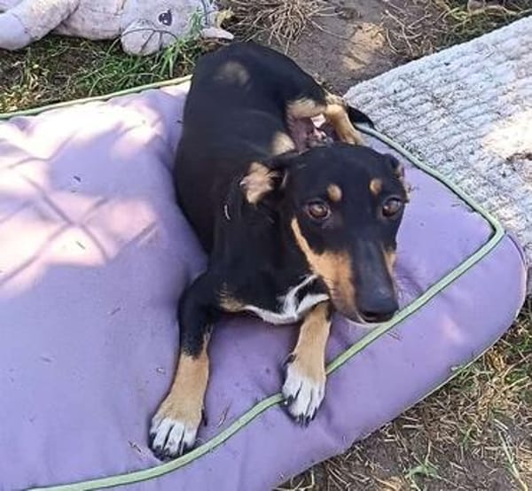 Ivy sucht ihre Zuhause, ihre Familie❤