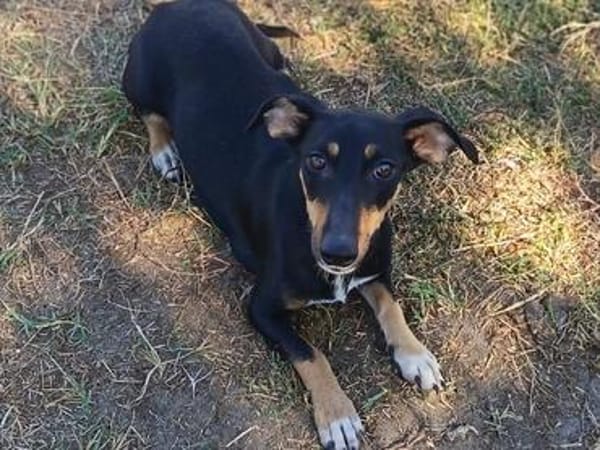 Ivy sucht ihre Zuhause, ihre Familie❤