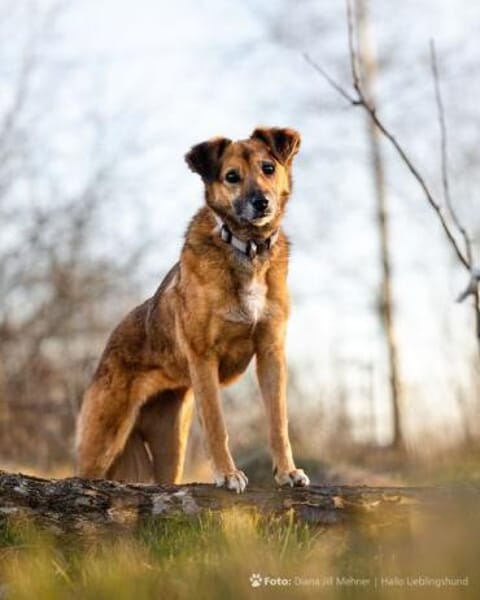 MACI * liebe Seele s. einfühlsames Heim