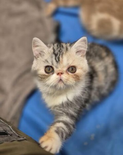 Filou, Nacho u. co