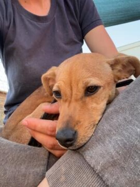 Freja, kleiner Sonnenschein sucht Familie