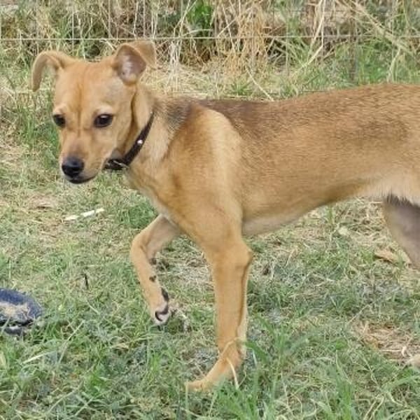 Freja, kleiner Sonnenschein sucht Familie