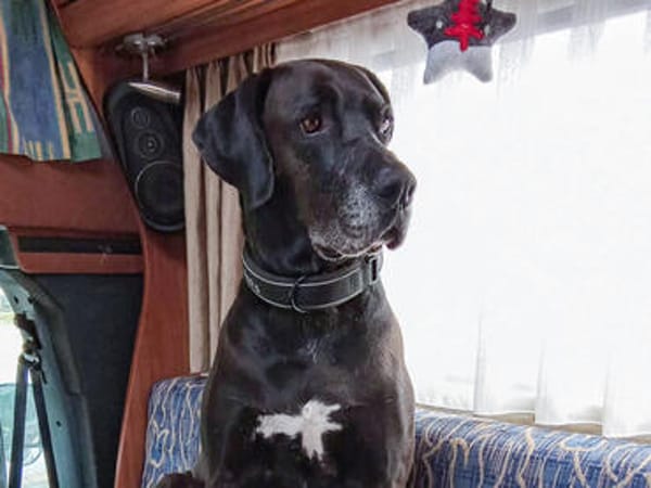 NOTFALL: Wunderschöne Doggen-Mischlingshündin Polly