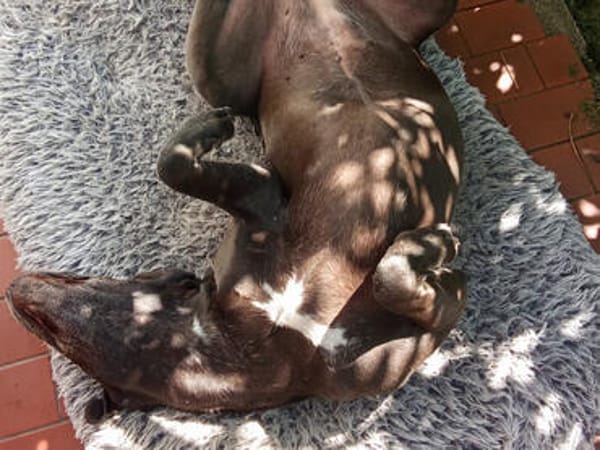 NOTFALL: Wunderschöne Doggen-Mischlingshündin Polly