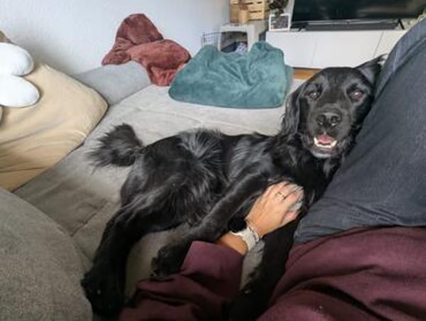 Mike sucht sein Körbchen für immer🐾