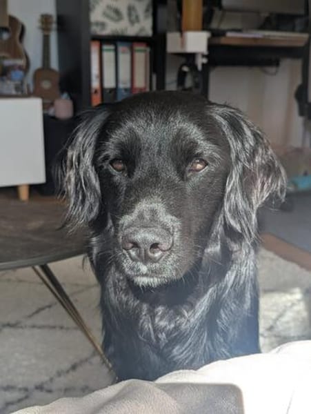 Mike sucht sein Körbchen für immer🐾