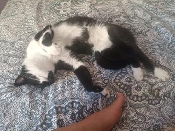 Galya W ~ 3 J sucht ihr für immer zuhause