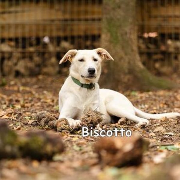 Biscotto wartet in der Tierherberge Donzdorf