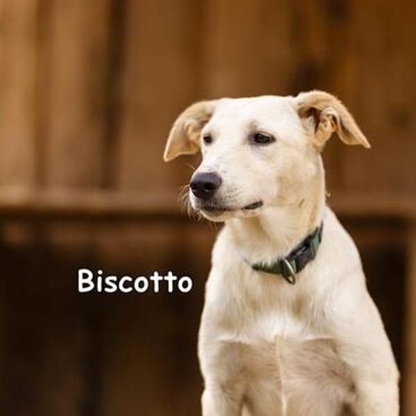 Biscotto wartet in der Tierherberge Donzdorf